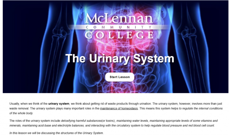 The Urinary System Lesson Cover